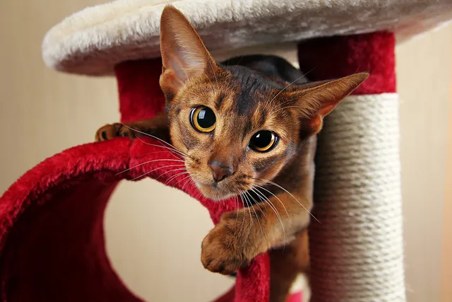 How Do You Keep a Cat From Getting Bored? 12 Vet-Approved Tips