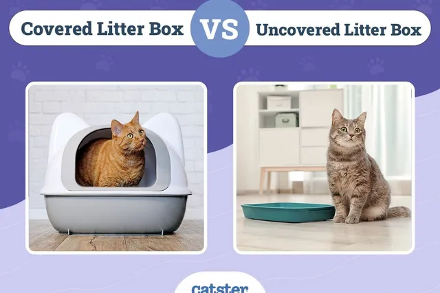 Covered vs Uncovered Litter Box: Our 2026 Comparison, Pros & Cons