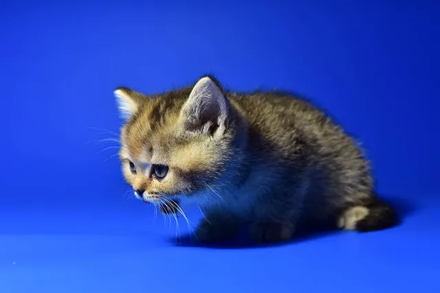 Why Is Your Cat Dry Heaving? 7 Vet-Approved Reasons