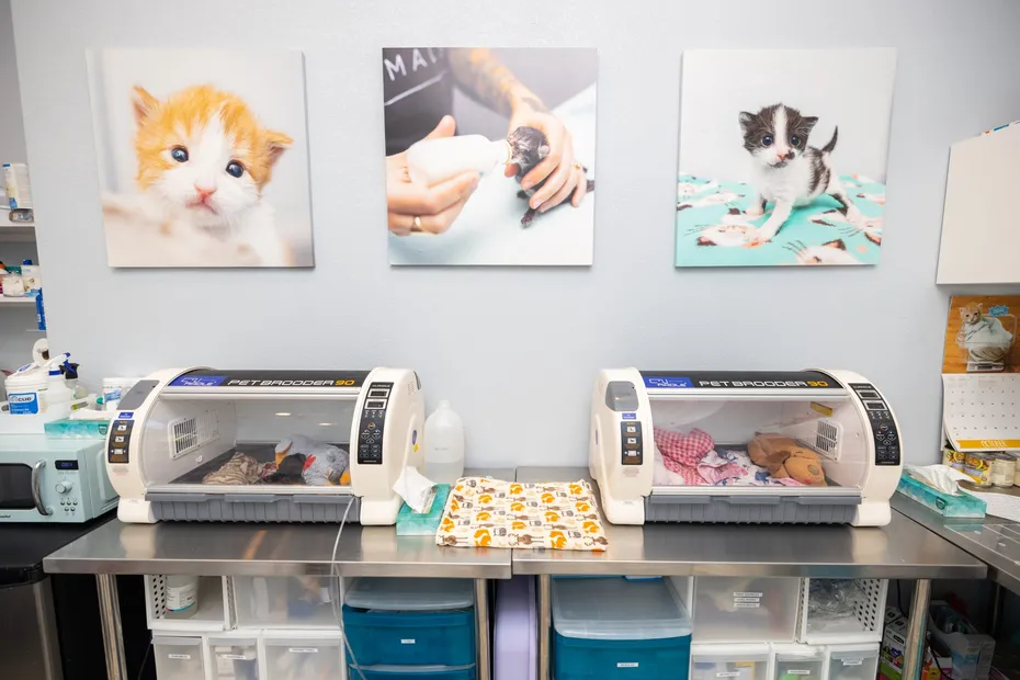 Orphan Kitten Club Photo by Andrew Marttila_ Inside the OKC Kitten Nursery