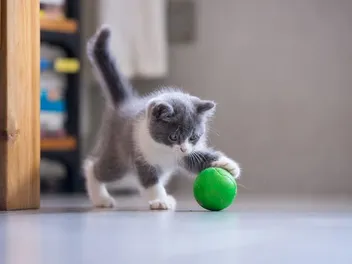 25 Free DIY Cat Toys You Can Make at Home (With Pictures)