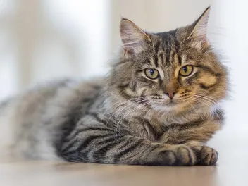 Does My Cat Have a Sense of Time? Vet-Reviewed Science