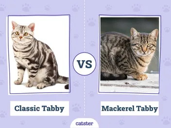 Classic vs Mackerel Tabby: Key Differences (With Pictures)