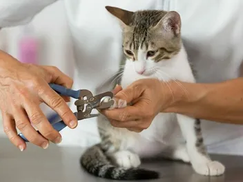 Cat Pedicures: What's Involved? Vet-Approved Facts & Explanation