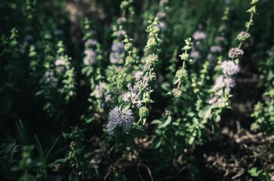 Pennyroyal