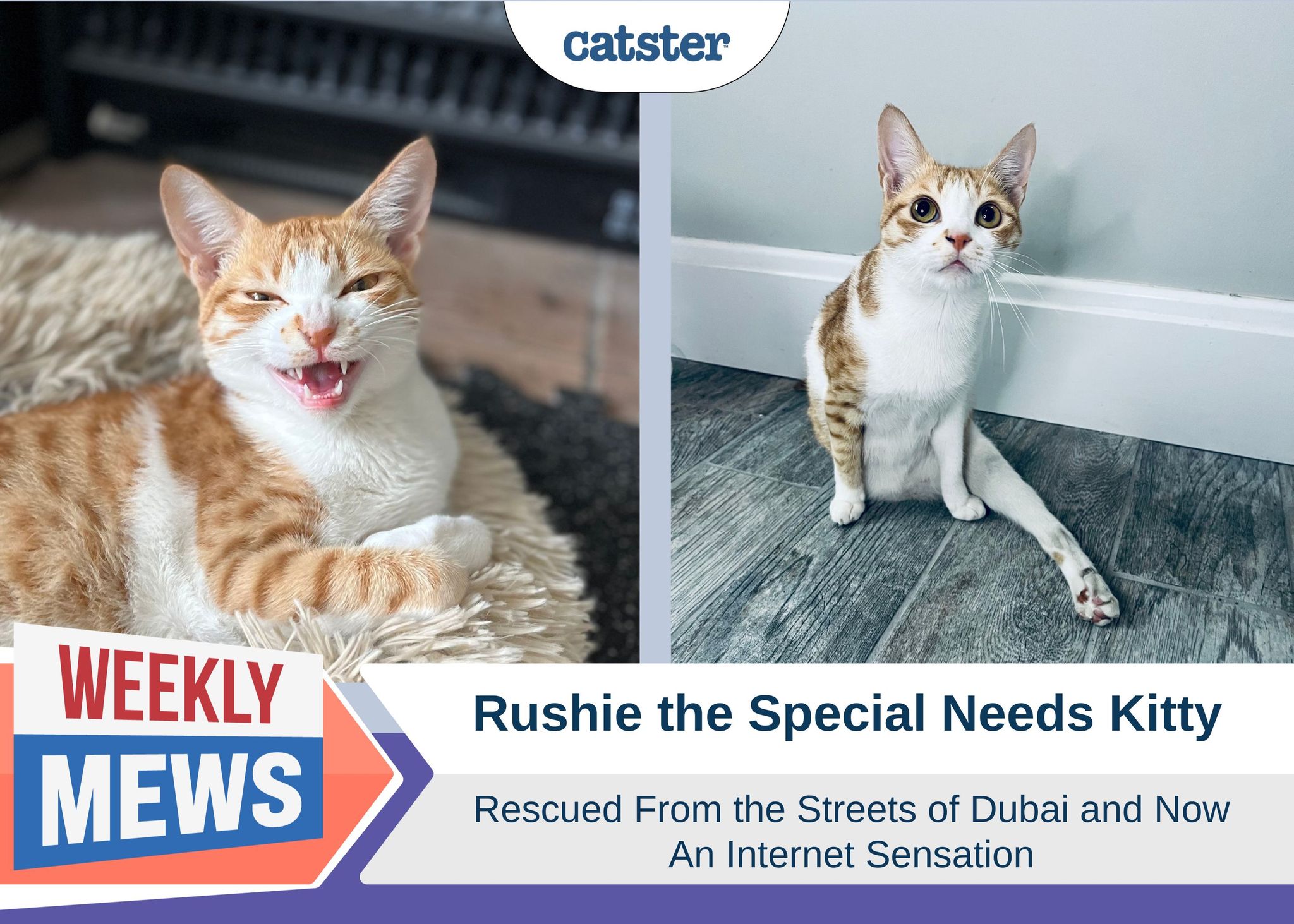 Rushie the Special Needs Kitty: Rescued From the Streets of Dubai & Now an Internet Sensation