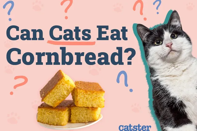Can Cats Eat Cornbread? Health Facts & FAQ