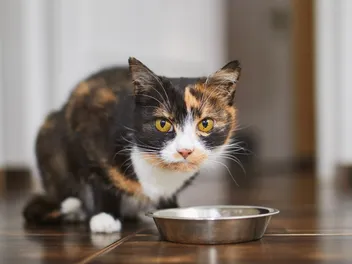 10 Best Cat Foods in the UK of 2026 - Reviews & Top Picks