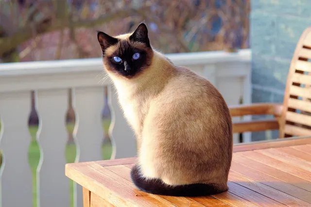 8 Vet-Verified Seal Point Cat Facts: Info, Pictures & Breeds