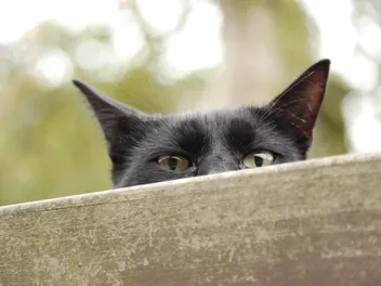 8 Natural & Safe DIY Home Remedies to Keep Cats Away (Vet-Approved)