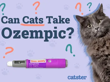 Can Cats Take Ozempic? Our Vet Explains