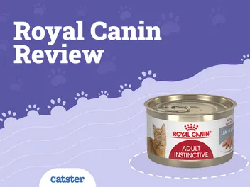 Royal Canin Cat Food Review in 2026: Recalls, Pros & Cons