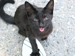 Attention Seeking Behavior in Cats: Vet-Reviewed Signs, Causes & What to Do