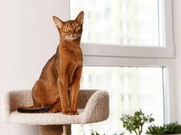 10 Popular Cat Breed Personalities Revealed (According to Research)