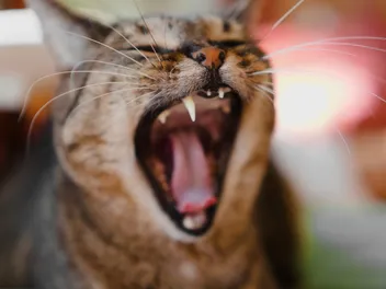 Can Cats Be Allergic to Their Own Teeth? Our Vet Explains Feline Dental Health Facts