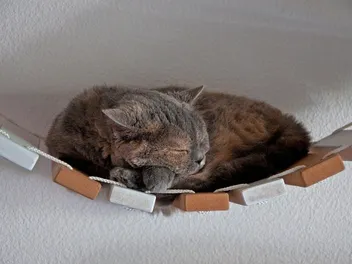 4 DIY Cat Bridges You Can Build Today (With Pictures)