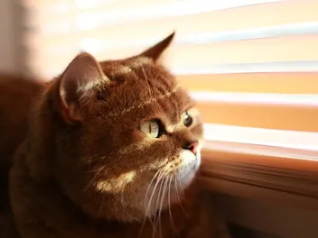 How to Keep Cats From Breaking Blinds: 4 Vet-Reviewed Tips & Alternatives