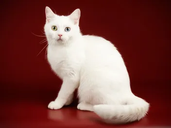 9 Best Cats Breeds for Apartments: Pictures, Info, & Average Sizes