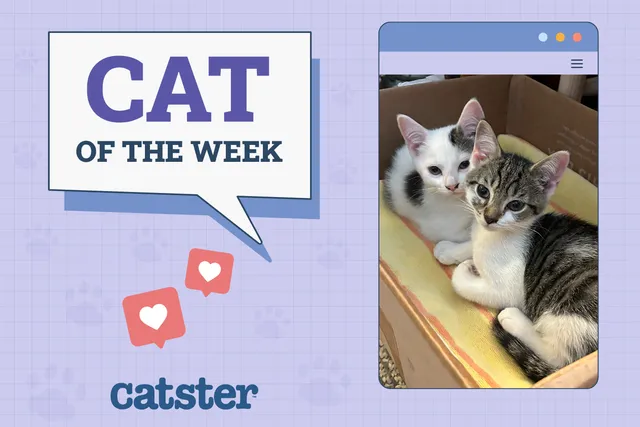 Catster Photo Contest: Cats of the Week Winners (January 22, 2026)