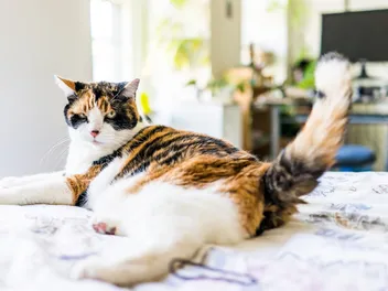Cat Pheromones for Aggression: Vet Approved Facts & FAQ