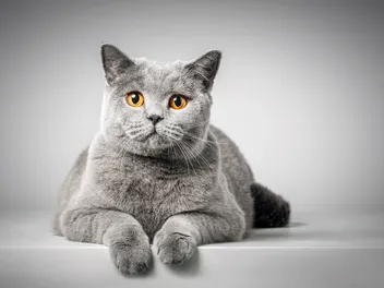 British Shorthair Cat Breed: Info, Pictures, Temperament & More