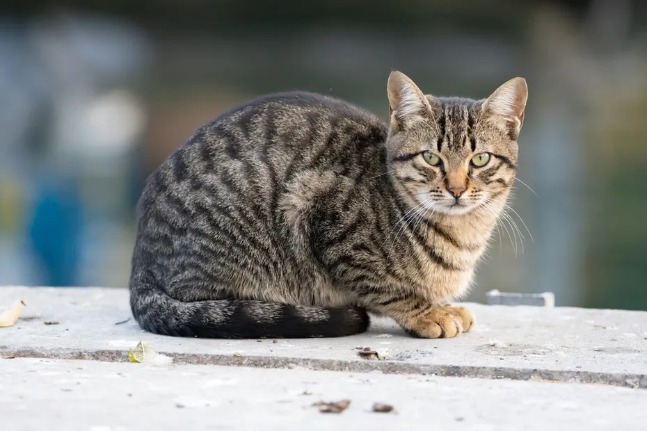 sitting grey tabby cat