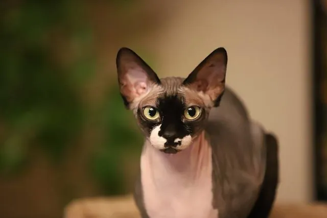 How to Care for Hairless Cats: Vet-Approved Tips & Guide