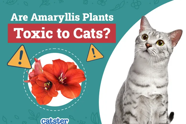 Are Amaryllis Plants Toxic to Cats? Vet-Reviewed Houseplants Examined