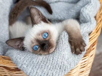 8 Types of Siamese Cats: Colors, Variations, Pictures, Traits & Facts