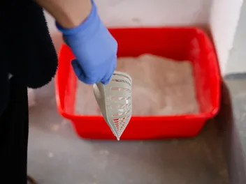 How to Remove Cat Litter Smell From a Room: 8 Vet-Verified Tips & Tricks