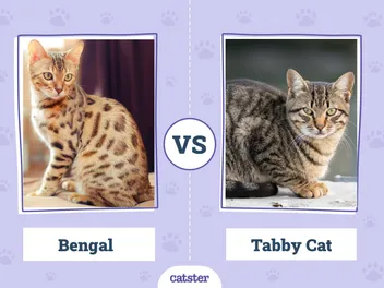 Bengal vs Tabby Cat: Vet-Verified Differences (With Pictures)