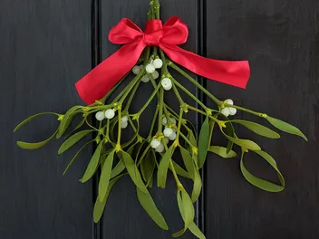 9 Holiday Plants That Pose a Danger to Cats (With Pictures)