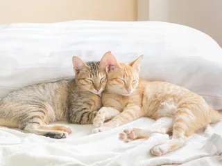 Does Your Cat Need A Friend? How to Tell If Your Cat Is Lonely