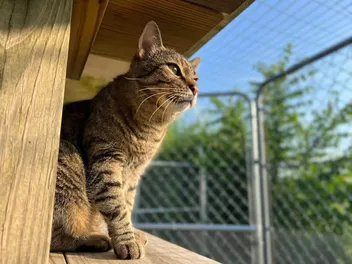 Should You Let Your Cat Outside? Pros & Cons of Indoor & Outdoor Cats