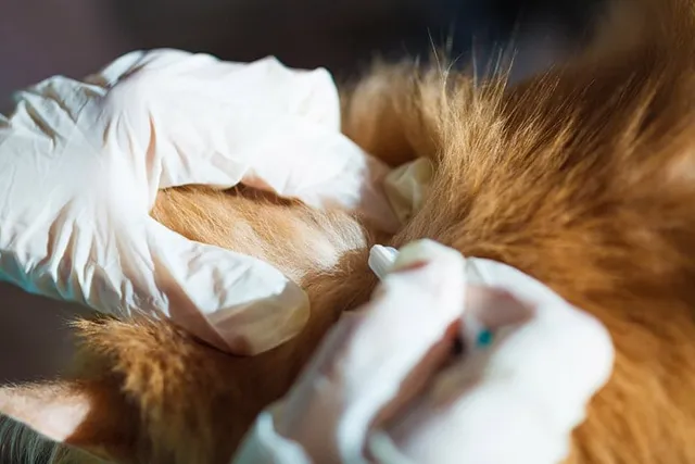How Do Vets Deworm Cats: Typical Procedure (Vet Answer)