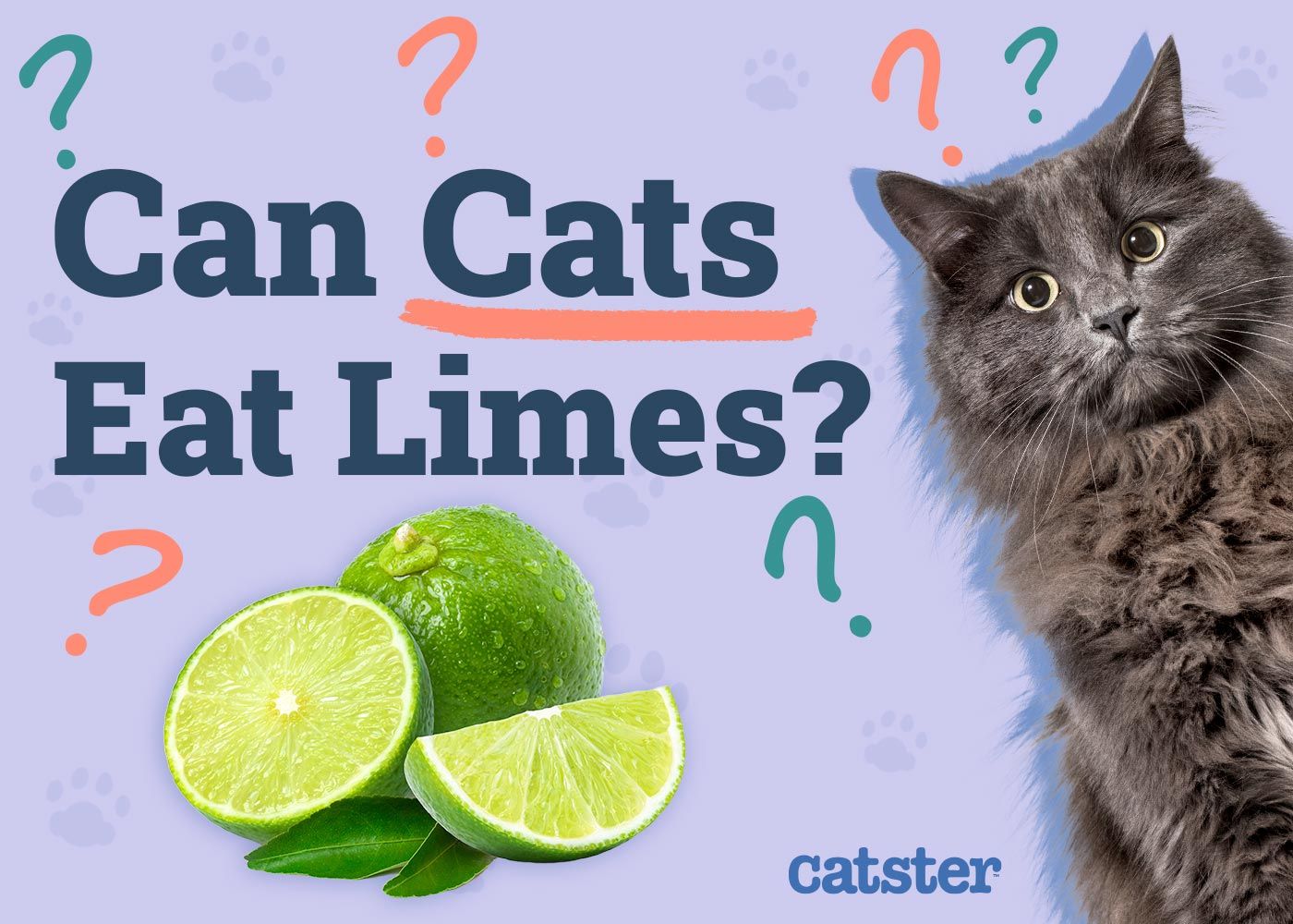 Can Cats Eat Limes