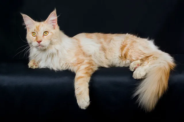 How Big Do Maine Coons Get? Average Size Chart & Vet-Reviewed Care Tips