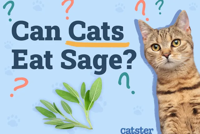 Can Cats Eat Sage? Vet-Reviewed Nutritional Facts & FAQ