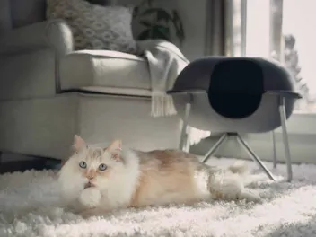 How Do Cats Clean Themselves? Normal Behavior & Advice (Vet-Reviewed)