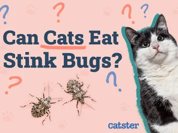 Can Cats Eat Stink Bugs? Vet-Reviewed Facts & FAQ