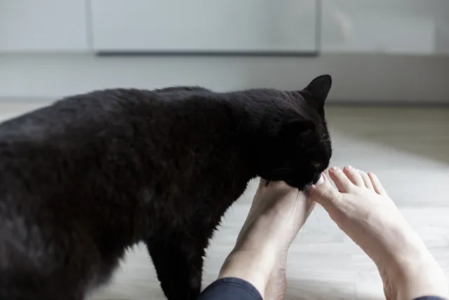 Why Does My Cat Lick My Feet & Toes? 5 Vet-Reviewed Reasons