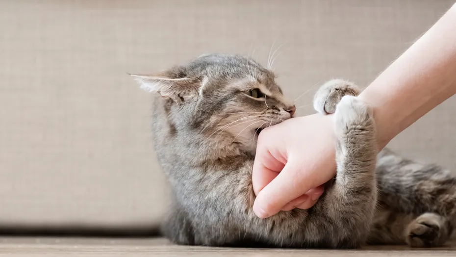 Grey kitten play biting owners hand