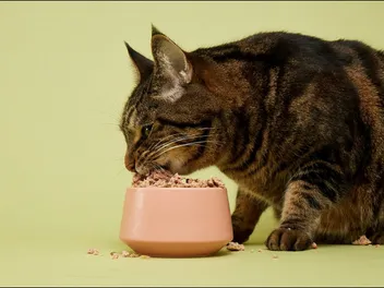 Human-Grade Cat Food: What Does It Mean? Facts & FAQ