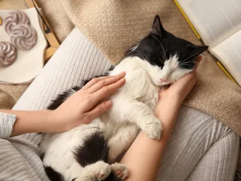 What Does It Mean When a Cat Purrs Loudly? Vet-Verified Facts & Reasons