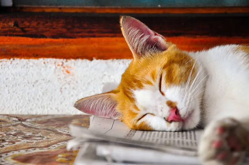 cat sleeping on newspaper