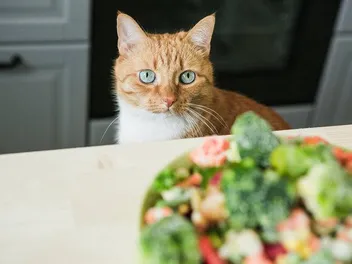 Can Cats Be Vegan? Vet-Reviewed Facts