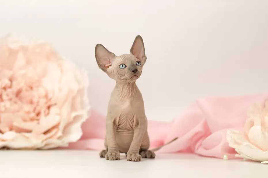 Elf cat kitten