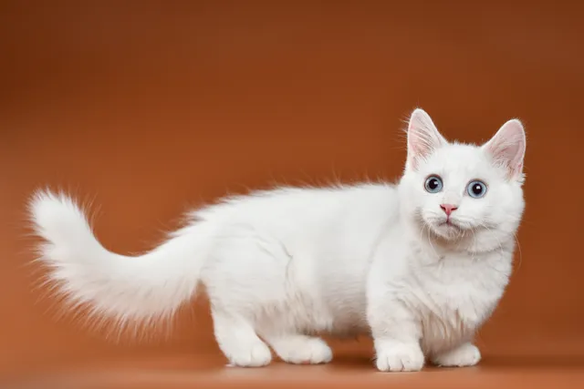 Minuet (Napoleon) Cat Breed Info: Pictures, Facts & Traits