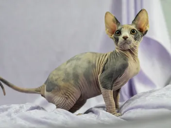 Mexican Hairless Cat Breed: Info, Pictures, Care & More