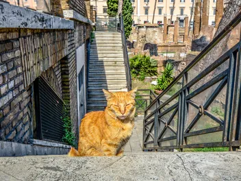 The Famous Cat Sanctuary in Rome: Torre Argentina